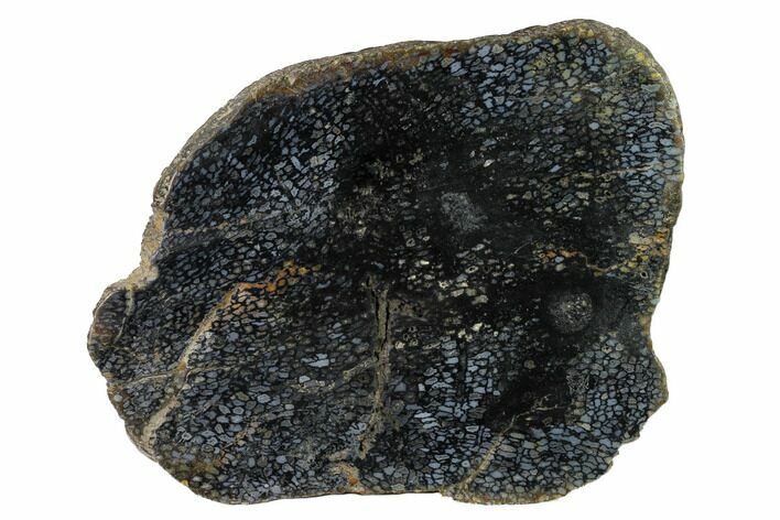 Polished, Black Petrified Palm Root Thick Slab - Indonesia #152004
